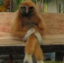 Стикер Monkeys