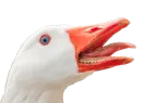 Crazy Birds