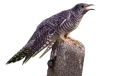 Стикер Crazy Birds