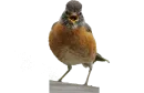 Стикер Crazy Birds