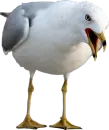 Стикер Crazy Birds