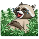Criminal Raccoon