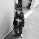 Местные кошки