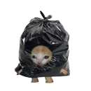 Стикер Catzzz!