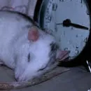 Стикер Cute Copies