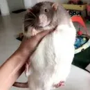 Стикер Cute Copies