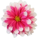 Стикер Милые цветы