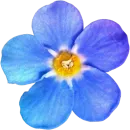 Стикер Милые цветы