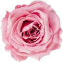 Милые цветы