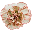 Стикер Милые цветы