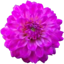 Стикер Милые цветы