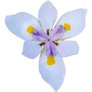 Стикер Милые цветы