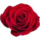 Стикер Милые цветы