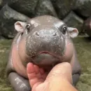MooDeng