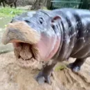 Стикер MooDeng