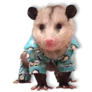 Cute Opossum