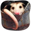 Стикер Cute Opossum
