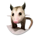Стикер Cute Opossum