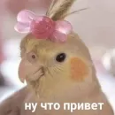 Cute Parrots Meme
