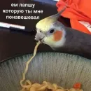 Стикер Cute Parrots Meme
