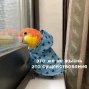 Стикер Cute Parrots Meme
