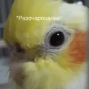 Стикер Cute Parrots Meme