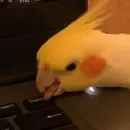 Стикер Cute Parrots Meme