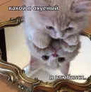 Стикер ⚞ᴥ⚟