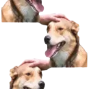 DDDoges