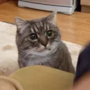 Стикер Derp Zone 🐾