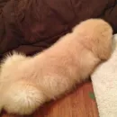 Стикер Derp Zone 🐾