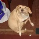 Стикер Derp Zone 🐾