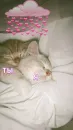 Стикер Cats