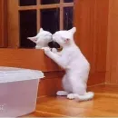 Стикер Cats