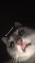 Стикер Cats
