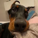 Стикер Доберман