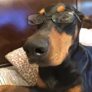 Стикер Доберман