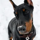 Стикер Доберман