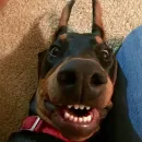 Стикер Доберман