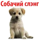 ?Собачий Слэнг