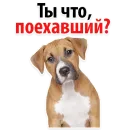 Стикер ?Собачий Слэнг