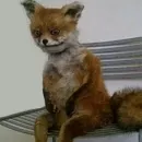 Стикер Donya’s mood as fuck
