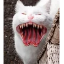 Стикер 2мб ярости