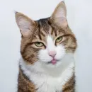 Еблеты котов