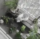 Стикер BEVERLY