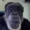 Стикер Ебло