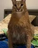 Стикер Ебло