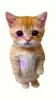 Стикер El Gato