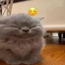 Стикер Котики