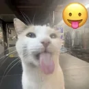 Стикер Котики